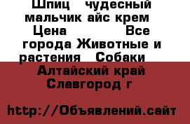 Шпиц - чудесный мальчик айс-крем › Цена ­ 20 000 - Все города Животные и растения » Собаки   . Алтайский край,Славгород г.